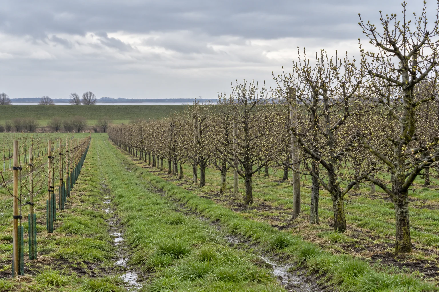 Reihen junger Apfelbäume unterschiedlichen Alters in einer norddeutschen Obstplantage an einem bedeckten Frühlingsmorgen.